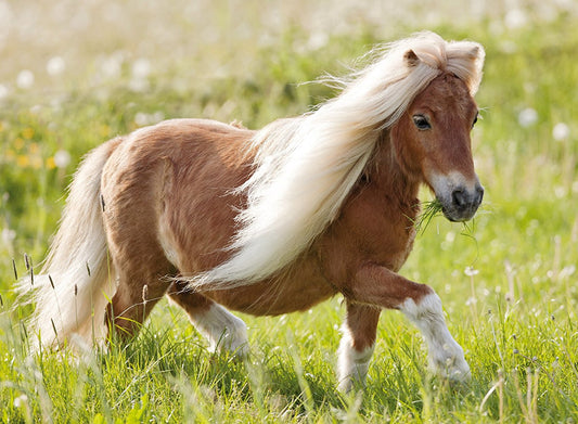 Frisky poney